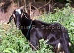 Goat 5 (MML 50).jpg