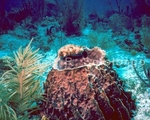 Balloonfish on Barrel sponge 1 (FMR 3).jpg