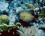 French Angelfish 3 (between Fire Coral) (FMR 8).jpg