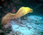 Green Moray Eel 1 (FMR 10).jpg