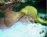 Green Moray Eel 2 (FMR 12).jpg