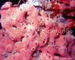 Red Sponge 2 (MINV-18).jpg