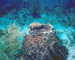 Barrel Sponge 3 (with Balloonfish on top ) (MIVT-3).jpg