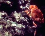 Coral Crab 1 (MINV-5).jpg