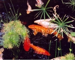 Koi Fish 2 (FWF 2).jpg