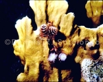 Fire Coral and Christmas Tree Worm (MINV-11).jpg