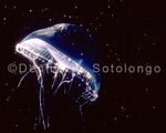 Jellyfish by Night (MINV-13).jpg