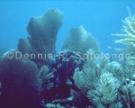 Sea Fans & Tube Sponge 1 (MINV-19).jpg