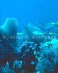 Sea fans Tube Sponge 2 (MINV-20).jpg