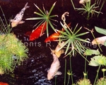 Koi Fish 3 (FWF 3).jpg