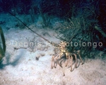 Spiny Lobster 1 (MINV-24).jpg