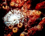 Tube Sponge & Tube Worm (MINV-28).jpg