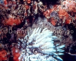 Tube Worm (MINV-29).jpg