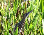 American Bittern 3 (BRD 223).jpg