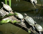 Climbing Turtles 1 (RPT 51 ).jpg