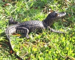 Alligator (baby) 34 (RPT 100).jpg