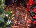 Carinate Curly-tail Lizard 2 (REP 58).jpg
