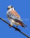 American Kestrel 14-B (BRD 249).jpg