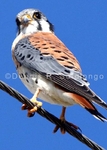 American Kestrel 14-C (BRD 249).jpg