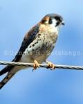 American Kestrel 16.5 (BRD 251).jpg