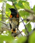 American Redstart 5 (BRD 551).jpg