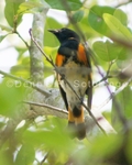 American Redstart 6 (BRD 552).jpg