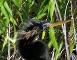 Anhinga 6 (BRD 413) copy.jpg