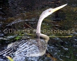 Anhinga 20 (BRD 611) copy.jpg