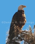 Bald Eagle 5 (BRD 365).jpg