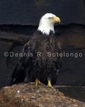 Bald Eagle 42 (BRD 657).jpg