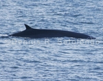 Fin Whale 1 (MML 144).jpg