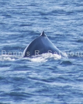 Fin Whale 3 (MML 146).jpg