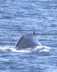 Fin Whale 6 (MML 149).jpg