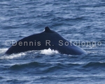 Fin Whale 8 (MML 151).jpg