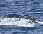 Fin Whale 9 (MML 152).jpg