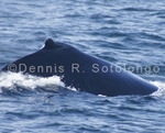 Fin Whale 10 (MML 153).jpg