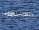 Fin Whale 15 (MML 158).jpg