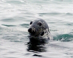 Grey Seal 1 (MML 105).jpg